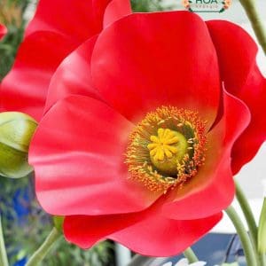 Sét Hoa Kết Hợp Giữ Hoa Anh Túc Và Cúc Họa Mi Xh010 – Nghệ Thuật Decor Cho Mọi Không Gian 13 Sét Hoa Kết Hợp Giữ Hoa Anh Túc Và Cúc Họa Mi Xh010 – Nghệ Thuật Decor Cho Mọi Không Gian - Ảnh 4