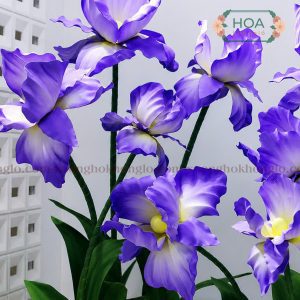 Hoa diên vĩ tím nổi bật với cánh chuyển sắc, tạo điểm nhấn nghệ thuật cho không gian